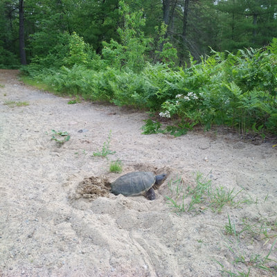 Update: The Turtle Protection Project