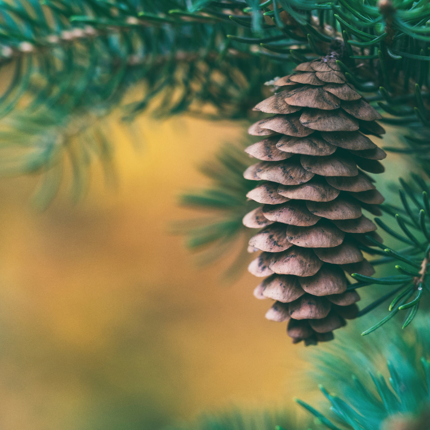Pine tree with pine cone. Credit: Aaron Burden-Unsplash