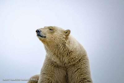 Top 10 Ways to Design Custom Logo Drinkware for Polar Bear Awareness Events