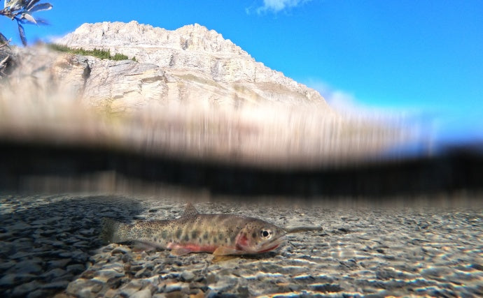Banff Is Spending the Next 10 Years Undoing a Century-Old Mistake