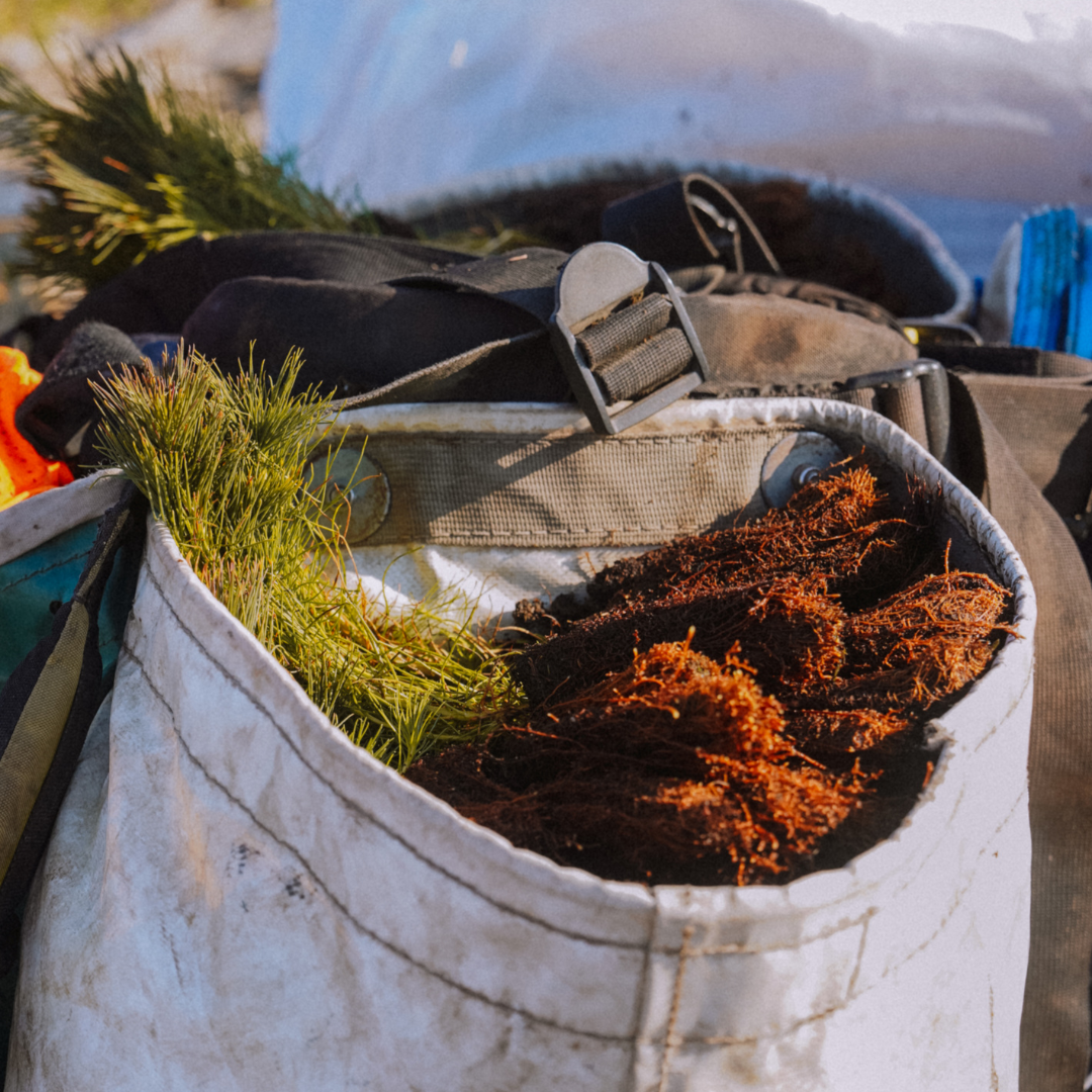 Plant Trees With Chilly Moose