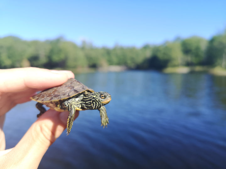 Lyndsey Frisen - Northern Map Turtle hatchling.  Ontario Parks Chilly Moose Turtle Water Bottle